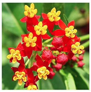 blood flower milkweed seeds - food and host plant for monarch butterflies…