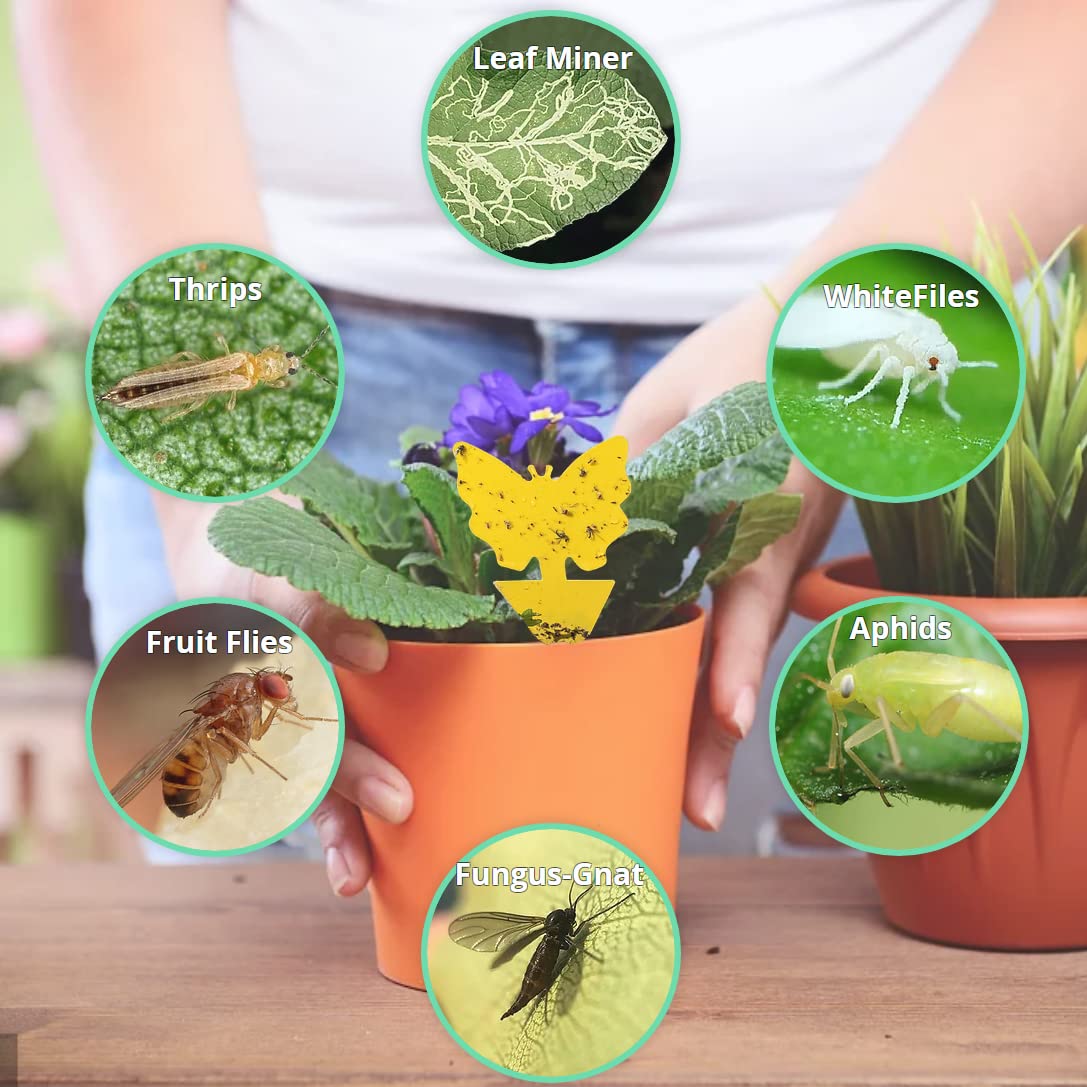 PLANTCHY 24 Pcs Fruit Fly Traps Yellow Sticky Traps Pest Insect Bug Catcher Killer Fungus Gnat Traps for House Indoor Outdoor Plants and Kitchen, Non-Toxic and Odorless, 4 Shapes