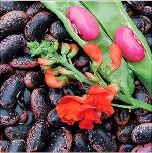 heirloom scarlet runner beans seeds - 20 large bean seeds non gmo - marde ross & company ®