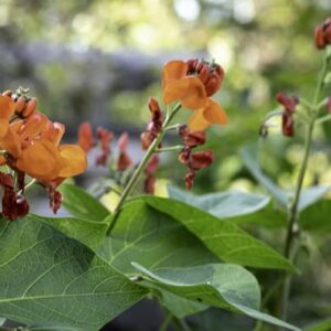 Heirloom Scarlet Runner Beans Seeds - 20 Large Bean Seeds Non GMO - Marde Ross & Company ®