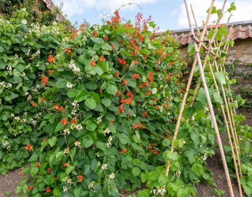 Heirloom Scarlet Runner Beans Seeds - 20 Large Bean Seeds Non GMO - Marde Ross & Company ®