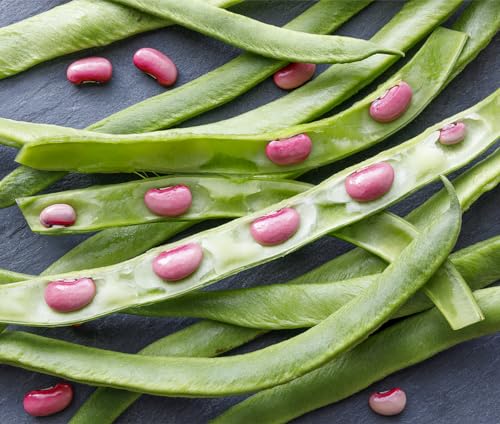 Heirloom Scarlet Runner Beans Seeds - 20 Large Bean Seeds Non GMO - Marde Ross & Company ®