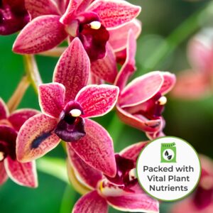 Perfect Plants Liquid Orchid Fertilizer 8oz. | Plant Food for All Epiphytic Varieties | Encourages Repeating Colorful Booms