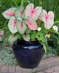 Pink Cloud Caladium - Bare Root - Zone 9-11