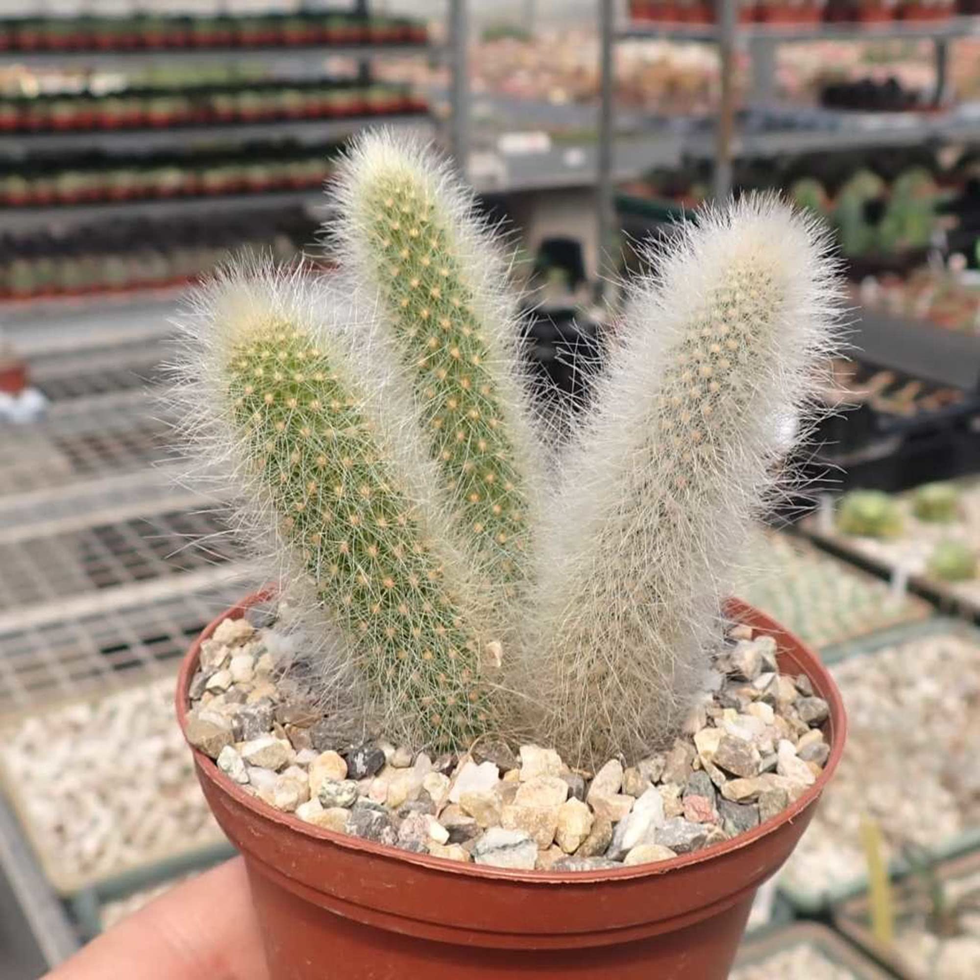 CHUXAY GARDEN Cleistocactus Colademononis,Hildewintera Monkey's Tail Cactus Bonsai 20 Seeds Portal Cool Succulents Heirloom Gardening Gifts Tough Striking Landscaping Plant