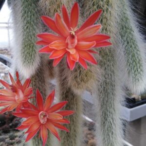 CHUXAY GARDEN Cleistocactus Colademononis,Hildewintera Monkey's Tail Cactus Bonsai 20 Seeds Portal Cool Succulents Heirloom Gardening Gifts Tough Striking Landscaping Plant