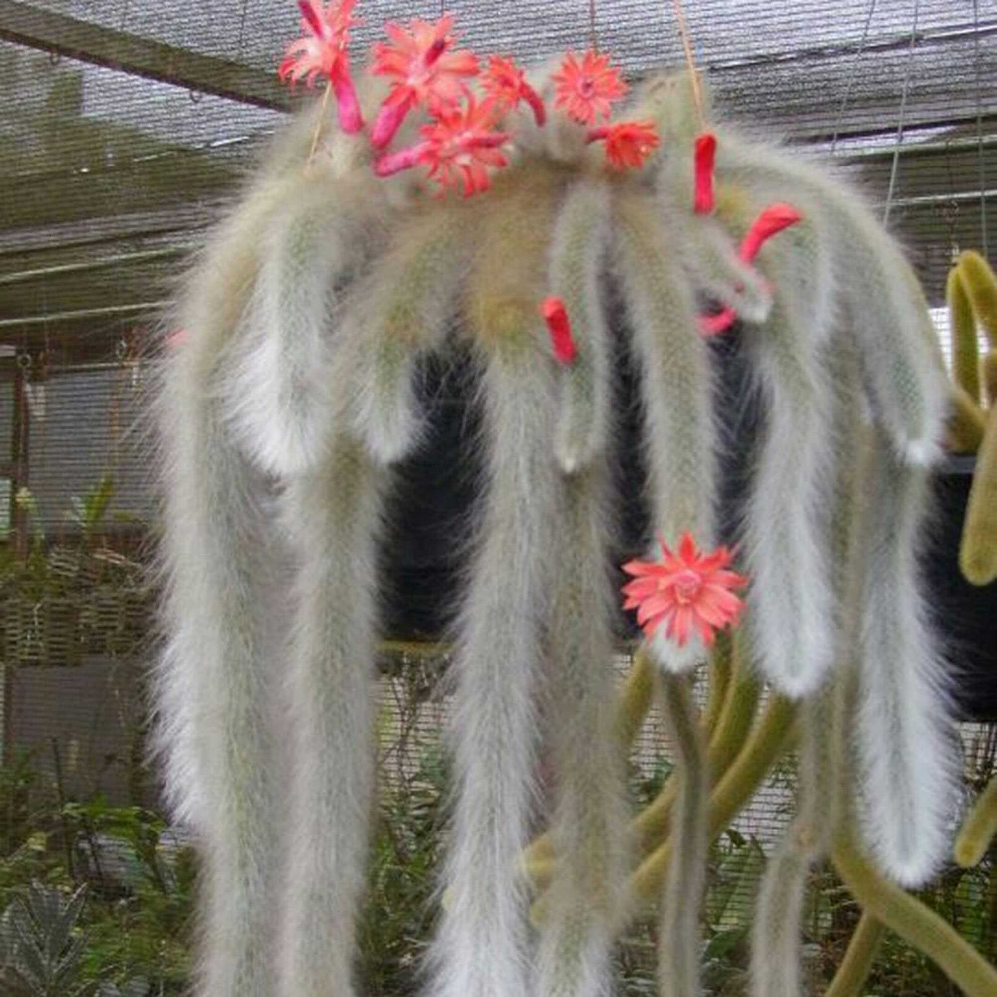 CHUXAY GARDEN Cleistocactus Colademononis,Hildewintera Monkey's Tail Cactus Bonsai 20 Seeds Portal Cool Succulents Heirloom Gardening Gifts Tough Striking Landscaping Plant