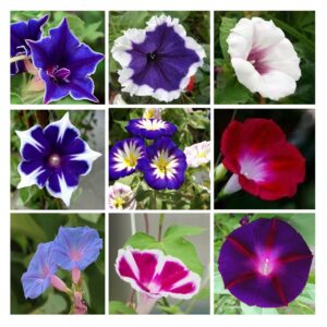 200+ morning glory seeds for planting, mixed color ipomoea nil seeds heirloom vine, high germination rate open pollinated seeds wonderful gardening gifts