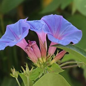 200+ Morning Glory Seeds for Planting, Mixed Color Ipomoea Nil Seeds Heirloom Vine, High Germination Rate Open Pollinated Seeds Wonderful Gardening Gifts