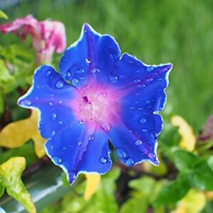 200+ Morning Glory Seeds for Planting, Mixed Color Ipomoea Nil Seeds Heirloom Vine, High Germination Rate Open Pollinated Seeds Wonderful Gardening Gifts