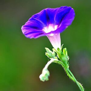 200+ Morning Glory Seeds for Planting, Mixed Color Ipomoea Nil Seeds Heirloom Vine, High Germination Rate Open Pollinated Seeds Wonderful Gardening Gifts