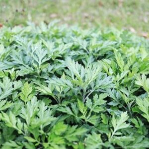 TKE Farms & Gardens - Mugwort Seeds for Planting, 500 mg, 4000+ Heirloom Seeds, Non-GMO, Instructions Included, Artemisia vulgaris, Qty 1