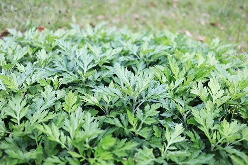 TKE Farms & Gardens - Mugwort Seeds for Planting, 500 mg, 4000+ Heirloom Seeds, Non-GMO, Instructions Included, Artemisia vulgaris, Qty 1