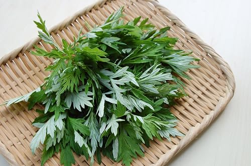 TKE Farms & Gardens - Mugwort Seeds for Planting, 500 mg, 4000+ Heirloom Seeds, Non-GMO, Instructions Included, Artemisia vulgaris, Qty 1