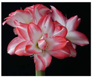 blossom peacock amaryllis bulb - double white with red - bareroot bulb