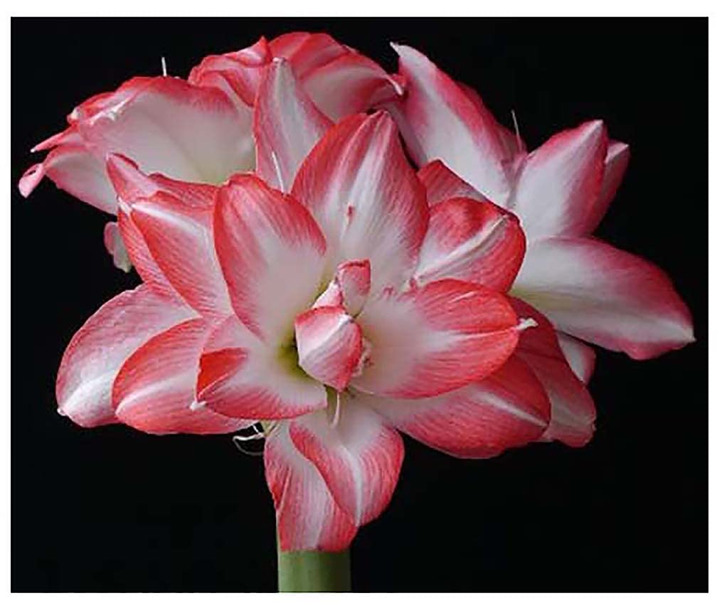 Blossom Peacock Amaryllis Bulb - Double White with Red - Bareroot Bulb