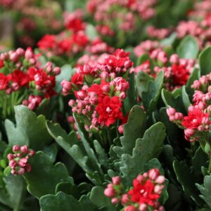 Kalanchoe Live Succulents Plants Live Flowers (3 Pack), Kalanchoe Plant Live Succulent Plants, Kalanchoe Plants Live Indoor Plants Live Houseplants, Fresh Flowers for Delivery Prime by Plants for Pets