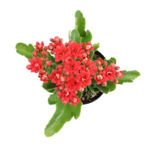 Kalanchoe Live Succulents Plants Live Flowers (3 Pack), Kalanchoe Plant Live Succulent Plants, Kalanchoe Plants Live Indoor Plants Live Houseplants, Fresh Flowers for Delivery Prime by Plants for Pets