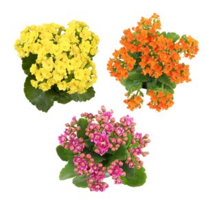 Kalanchoe Live Succulents Plants Live Flowers (3 Pack), Kalanchoe Plant Live Succulent Plants, Kalanchoe Plants Live Indoor Plants Live Houseplants, Fresh Flowers for Delivery Prime by Plants for Pets