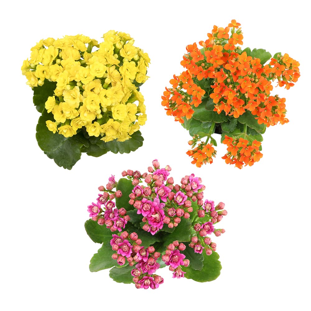 Kalanchoe Live Succulents Plants Live Flowers (3 Pack), Kalanchoe Plant Live Succulent Plants, Kalanchoe Plants Live Indoor Plants Live Houseplants, Fresh Flowers for Delivery Prime by Plants for Pets