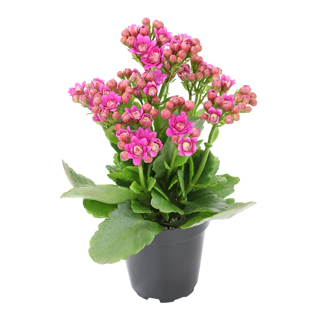 Kalanchoe Live Succulents Plants Live Flowers (3 Pack), Kalanchoe Plant Live Succulent Plants, Kalanchoe Plants Live Indoor Plants Live Houseplants, Fresh Flowers for Delivery Prime by Plants for Pets