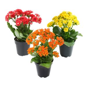 Kalanchoe Live Succulents Plants Live Flowers (3 Pack), Kalanchoe Plant Live Succulent Plants, Kalanchoe Plants Live Indoor Plants Live Houseplants, Fresh Flowers for Delivery Prime by Plants for Pets