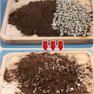 Horticultural Pumice for Plants by Doter 1 QT, Soil Amendment for Bonsai and Cactus Plants