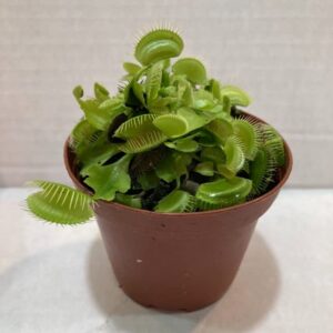 Venus Fly Trap (Dionaea muscipula) 3" Pot Live Plant