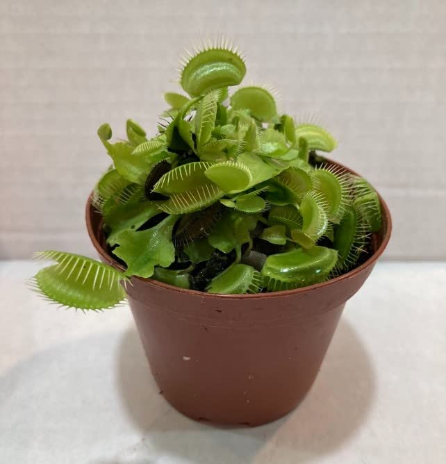 Venus Fly Trap (Dionaea muscipula) 3" Pot Live Plant