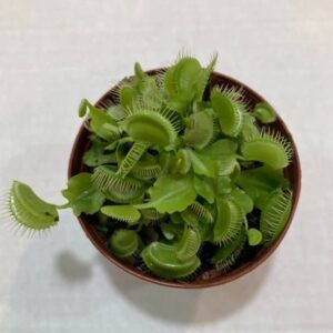 Venus Fly Trap (Dionaea muscipula) 3" Pot Live Plant