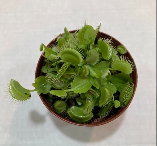 Venus Fly Trap (Dionaea muscipula) 3" Pot Live Plant