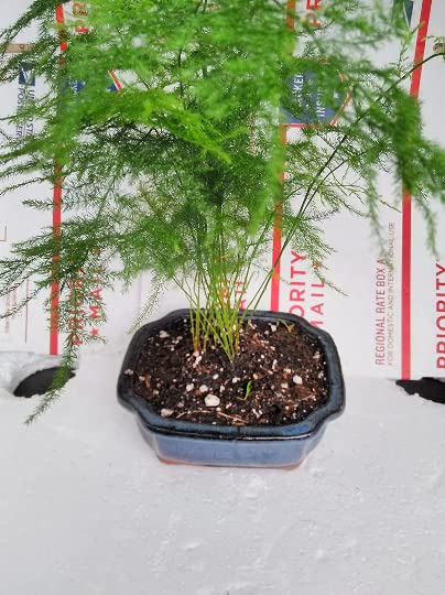 Fern Leaf Plumosus Asparagus Fern - Bonsai Pot 4x4x2