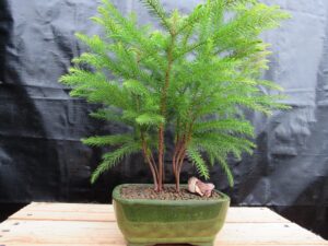 norfolk island pine bonsai tree (medium)