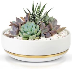 willowy 6 inch succulent pot with drainage - shallow succulent planter with glossy white finish and gold trim - no plants included