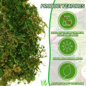 28 Oz Natural Green Sheet Moss Preserved Moss Terrarium Moss Green Moss Decor for Plant Crafts Flower Grass Floral Moss for Garden Lawn Crafts Wedding Decor Flower Filler