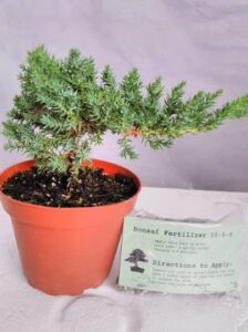 japanese juniper bonsai starter tree 4" pot +bonsai fertilizer