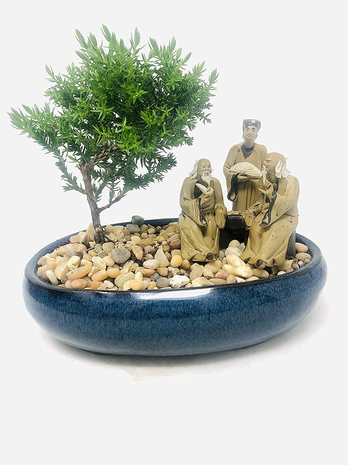 Juniper Bonsai Tree with Three Master's Reunion Ceramic Pot