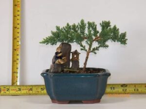 juniper bonsai tree rock/mountain with ceramic bonsai pots