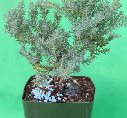 Japanese Dwarf Juniper Bonsai Tree 4" Pot