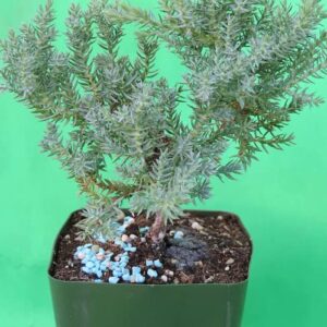 Japanese Dwarf Juniper Bonsai Tree 4" Pot