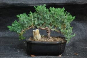 juniper tree bonsai with ceramic square pot added rock