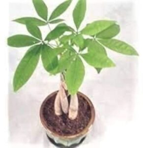 money tree in round green bonsai ceramic pot -live plant home decor