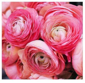 pink french ranunculus corms - 12 largest size corms bulbs