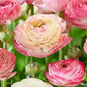 Pink French Ranunculus Corms - 12 Largest Size Corms Bulbs