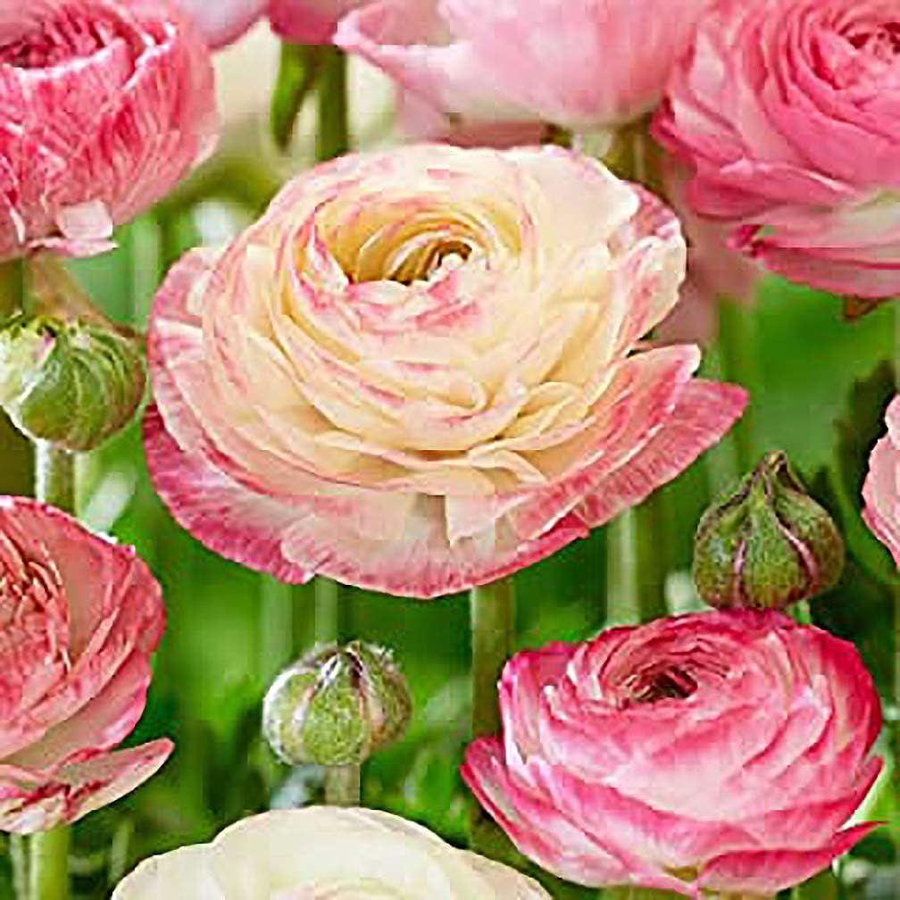 Pink French Ranunculus Corms - 12 Largest Size Corms Bulbs