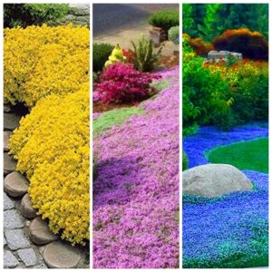 3000+ mix creeping thyme seeds ground cover for planting , heirloom thymus serpyllum , ground cover plants easy to plant and grow, non-gmo yellow, pink, blue