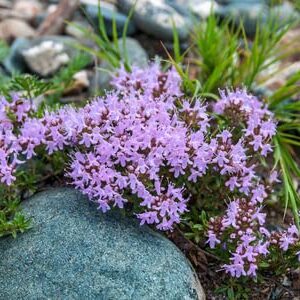 3000+ Mix Creeping Thyme Seeds Ground Cover for Planting , Heirloom Thymus Serpyllum , Ground Cover Plants Easy to Plant and Grow, Non-GMO Yellow, Pink, Blue
