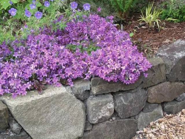 3000+ Mix Creeping Thyme Seeds Ground Cover for Planting , Heirloom Thymus Serpyllum , Ground Cover Plants Easy to Plant and Grow, Non-GMO Yellow, Pink, Blue