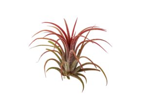 it blooms rainforest grown one red ionantha fuego air plants - live tillandsia - 1.5 to 3 inches - 30 day guarantee
