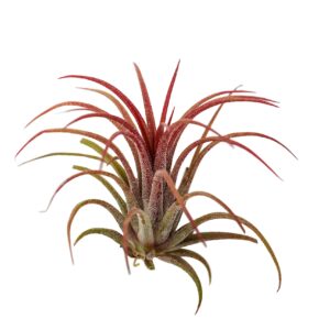 It Blooms Rainforest Grown One RED Ionantha Fuego Air Plants - Live Tillandsia - 1.5 to 3 inches - 30 Day Guarantee